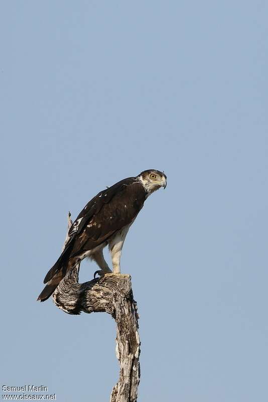 African Hawk-Eagleadult, identification