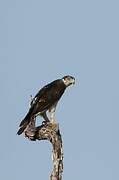 African Hawk-Eagle