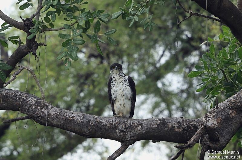 African Hawk-Eagle male adult