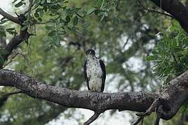 African Hawk-Eagle