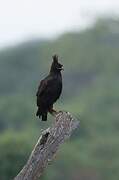 Long-crested Eagle