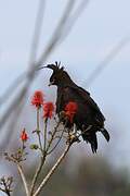 Long-crested Eagle