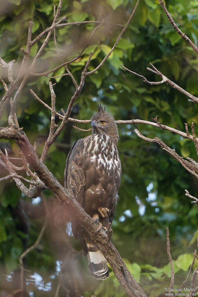 Aigle huppéadulte