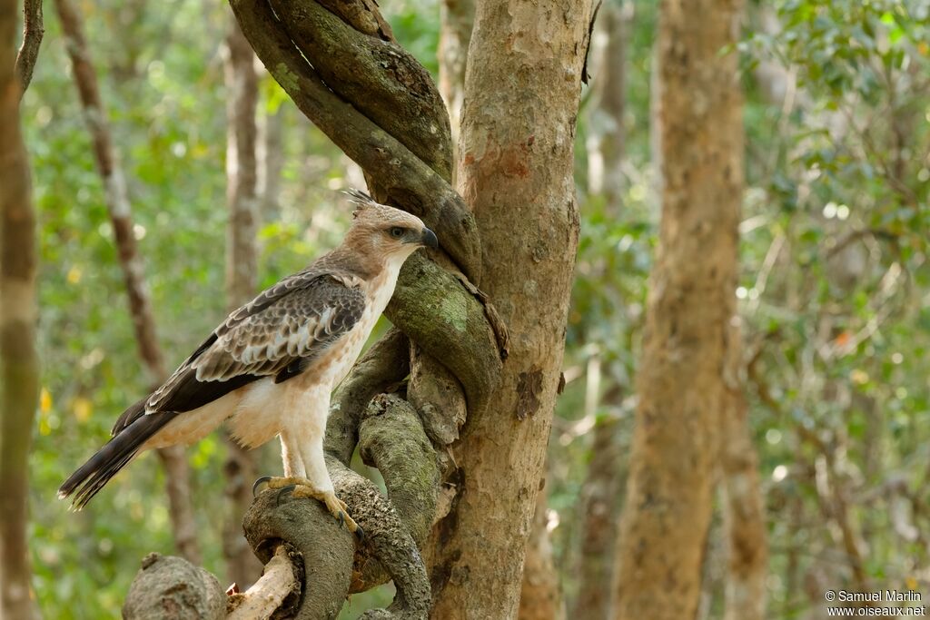 Changeable Hawk-Eagle