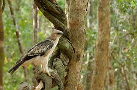 Changeable Hawk-Eagle