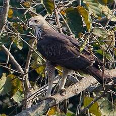 Aigle huppé