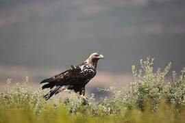 Spanish Imperial Eagle