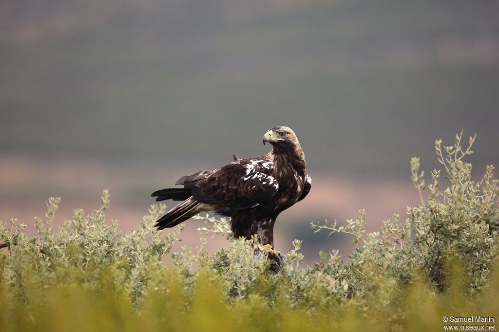 Aigle ibériqueadulte