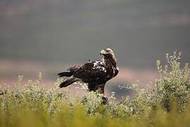 Spanish Imperial Eagle