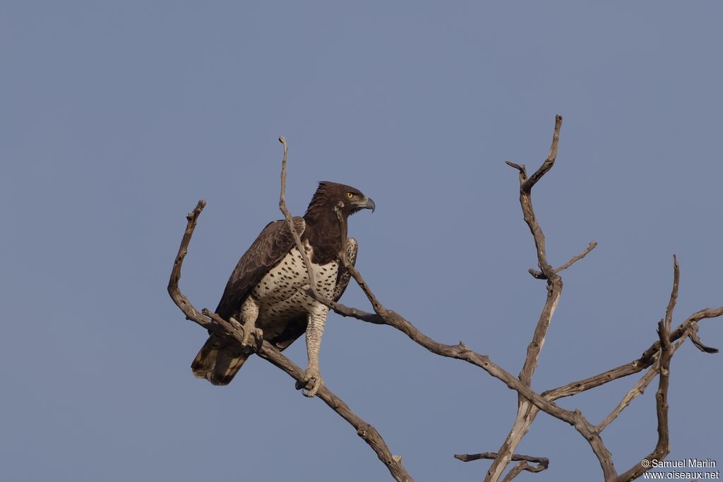 Aigle martialadulte