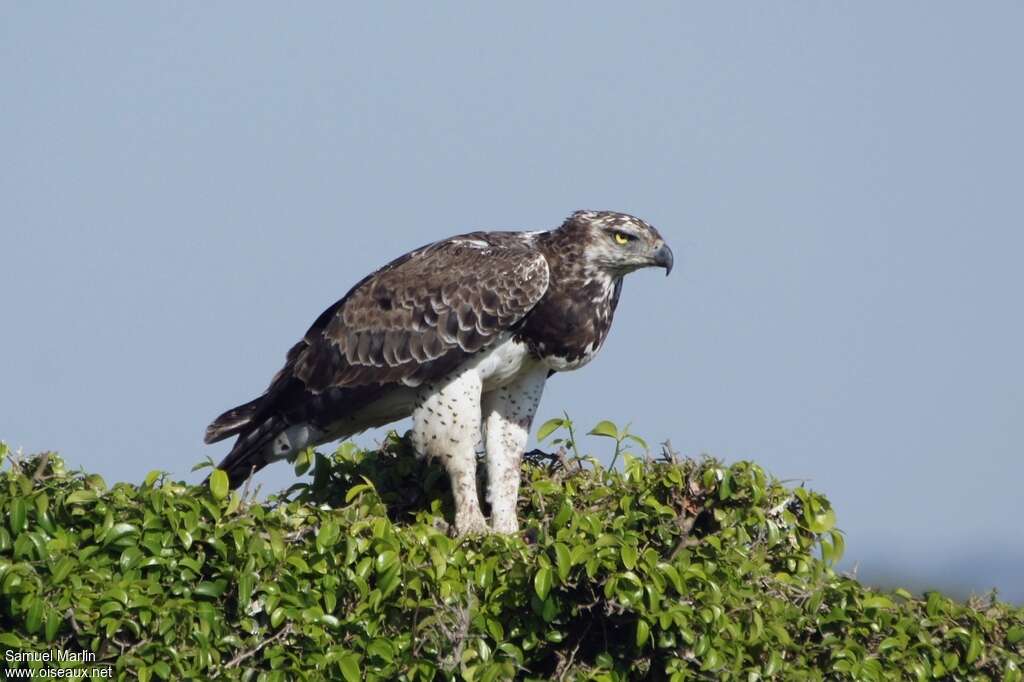 Aigle martialimmature, identification