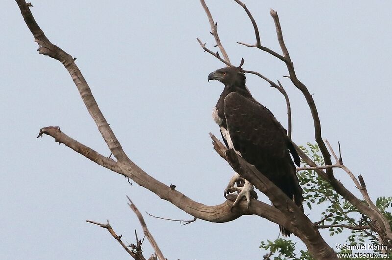 Aigle martialadulte