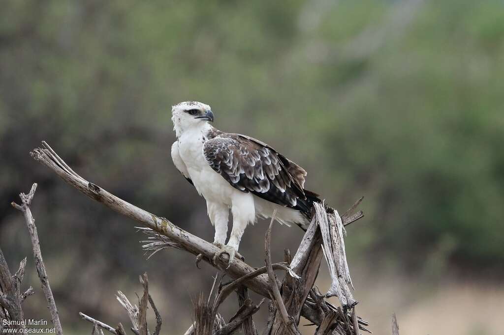 Aigle martialjuvénile, identification