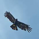 Aigle noir
