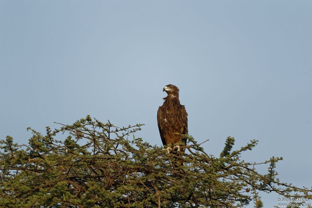 Aigle pomarin