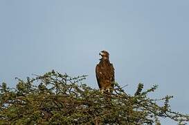 Lesser Spotted Eagle