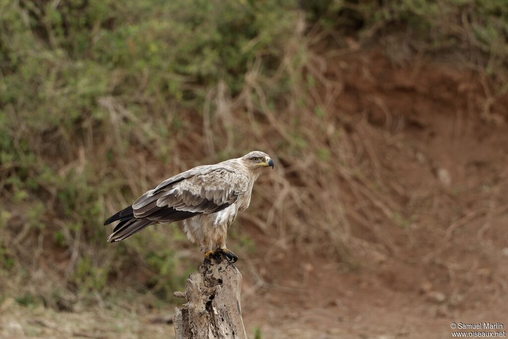 Aigle ravisseuradulte