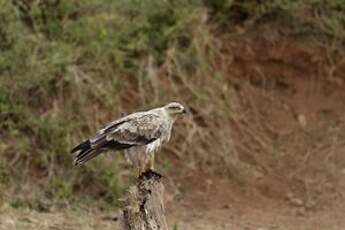 Aigle ravisseur