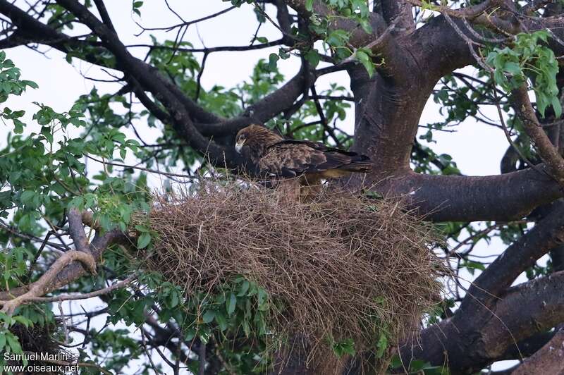 Tawny Eagleadult, Reproduction-nesting
