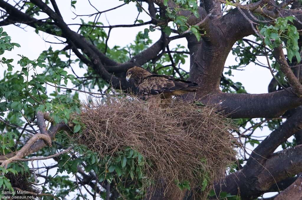 Tawny Eagleadult, Reproduction-nesting