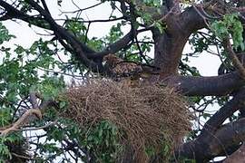 Tawny Eagle