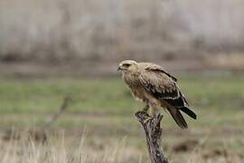 Tawny Eagle