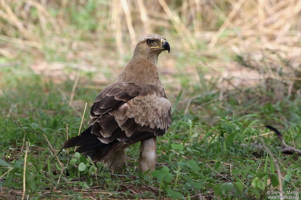 Aigle ravisseuradulte