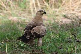 Tawny Eagle