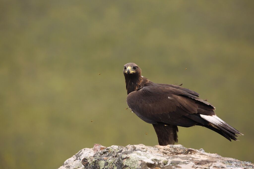 Aigle royaljuvénile