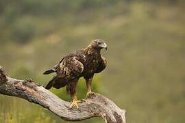 Golden Eagle