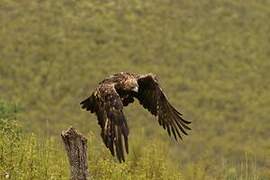 Golden Eagle