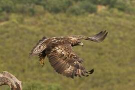 Aigle royal