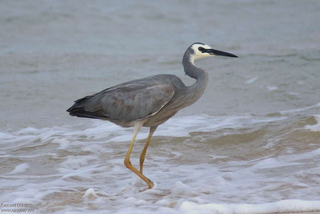 White-faced Heronadult post breeding, identification, Behaviour