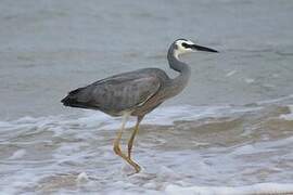 White-faced Heron