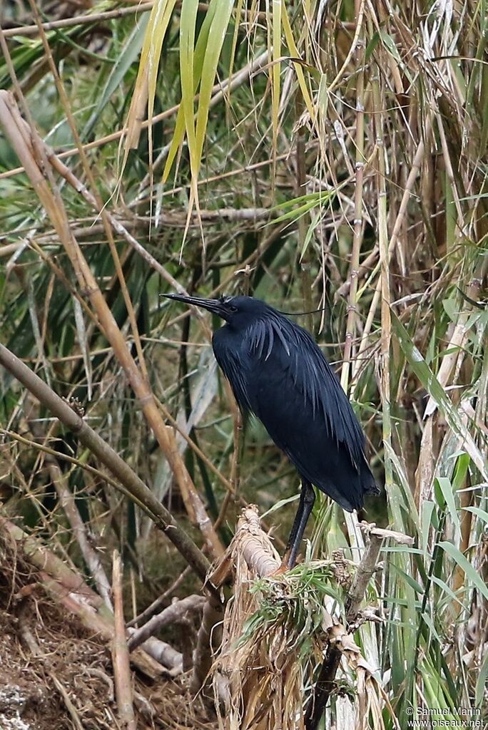 Aigrette ardoiséeadulte