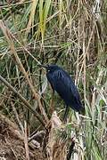 Black Heron