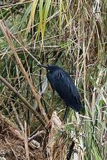 Aigrette ardoisée