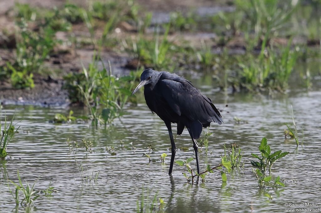 Aigrette ardoisée