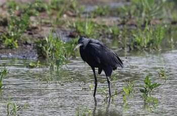 Aigrette ardoisée