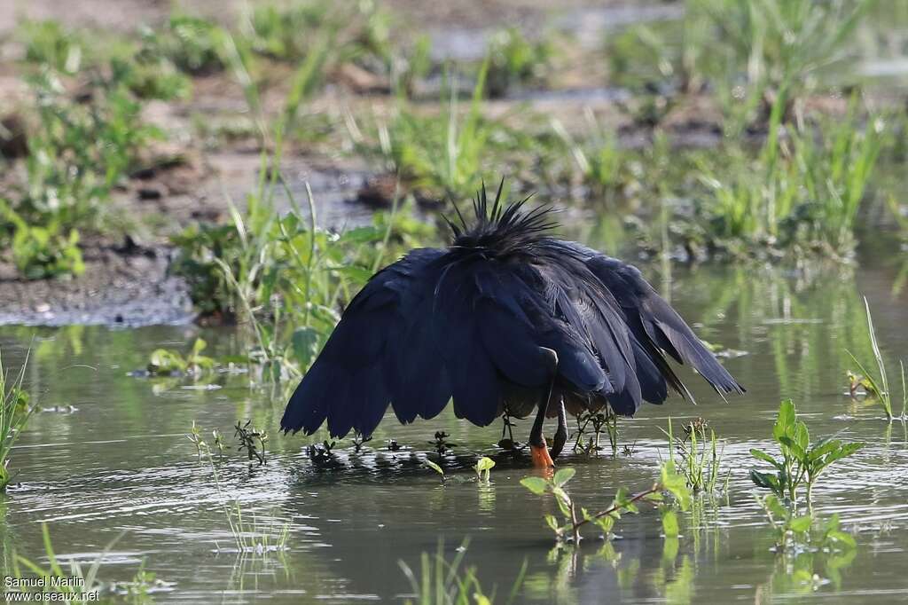 Black Heronadult, fishing/hunting