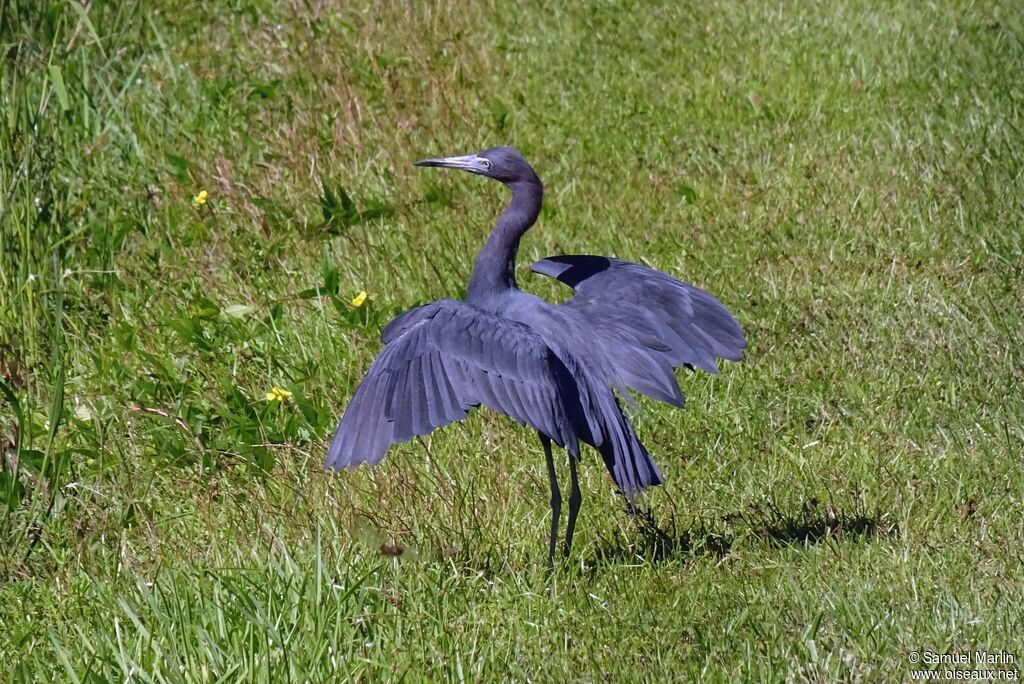 Little Blue Heron