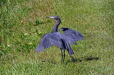 Aigrette bleue