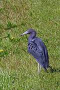 Little Blue Heron