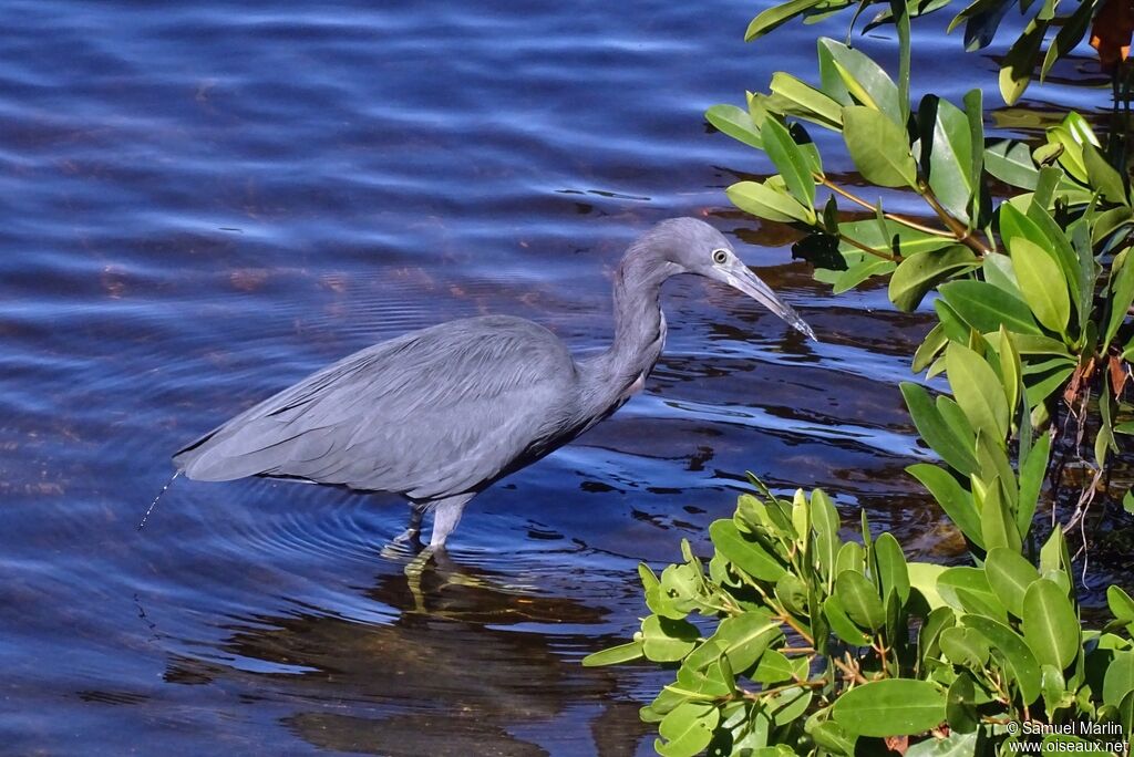 Aigrette bleueadulte