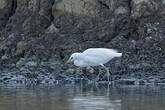 Aigrette de Chine