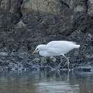 Aigrette de Chine