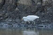 Aigrette de Chine