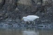 Aigrette de Chine