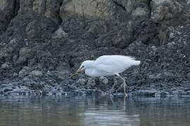 Chinese Egret