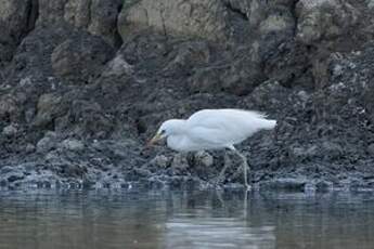 Aigrette de Chine